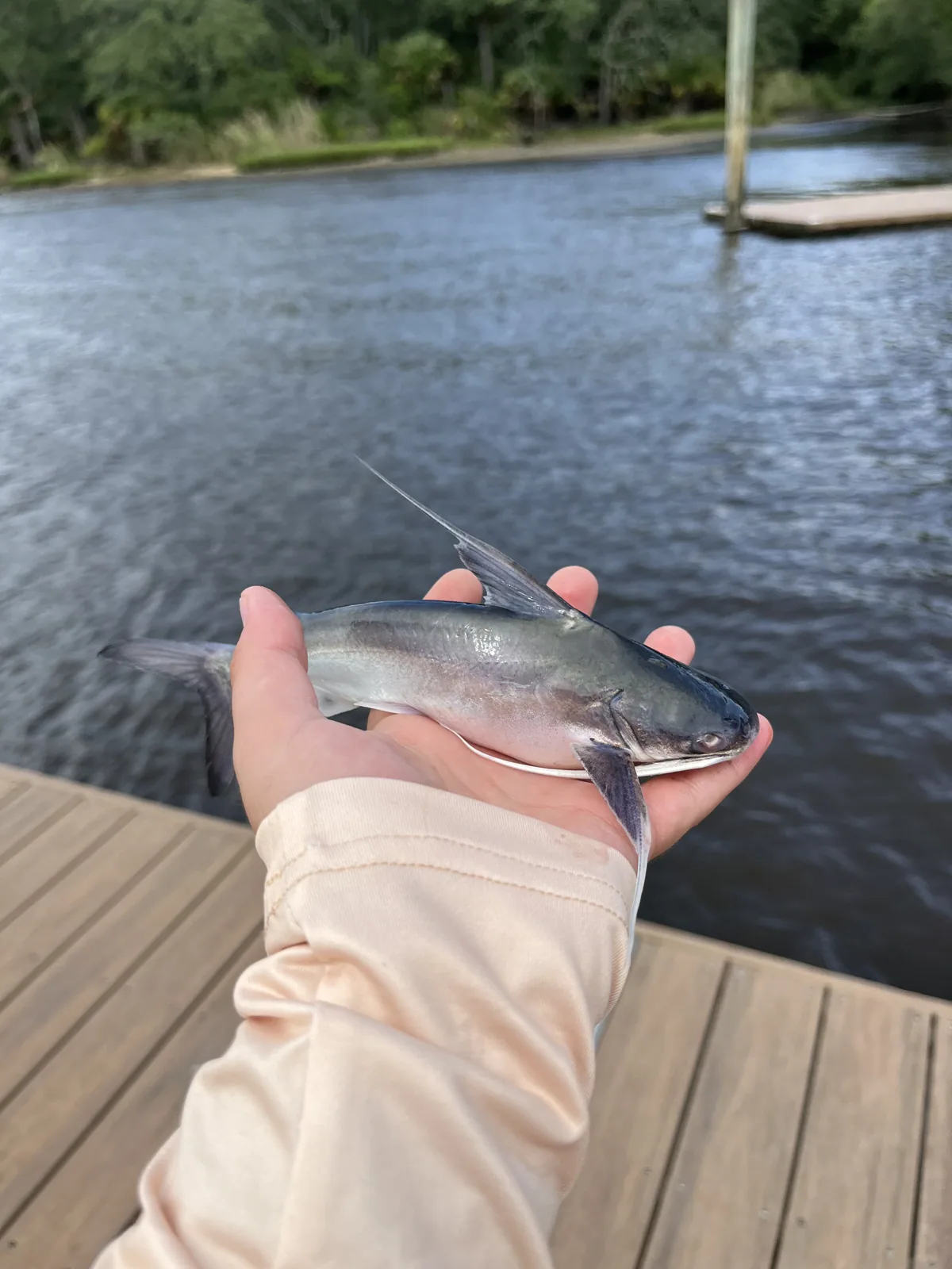 A small fish rests in an outstretched hand beside the dock.