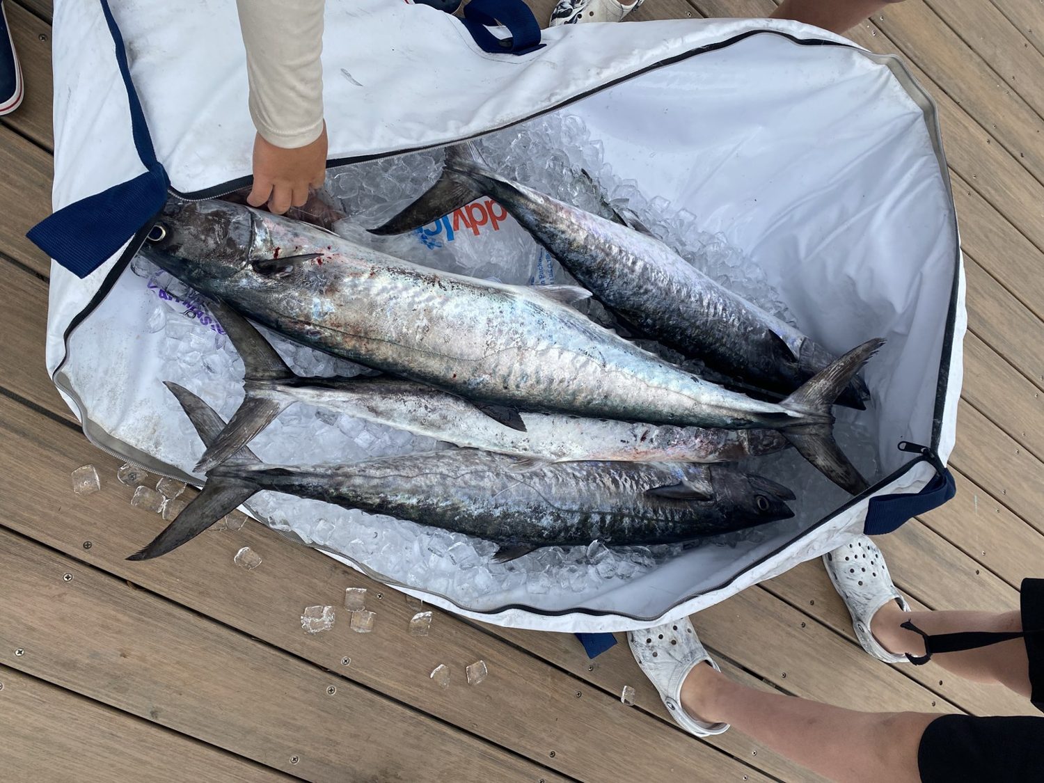A cooler full of kingfish going home